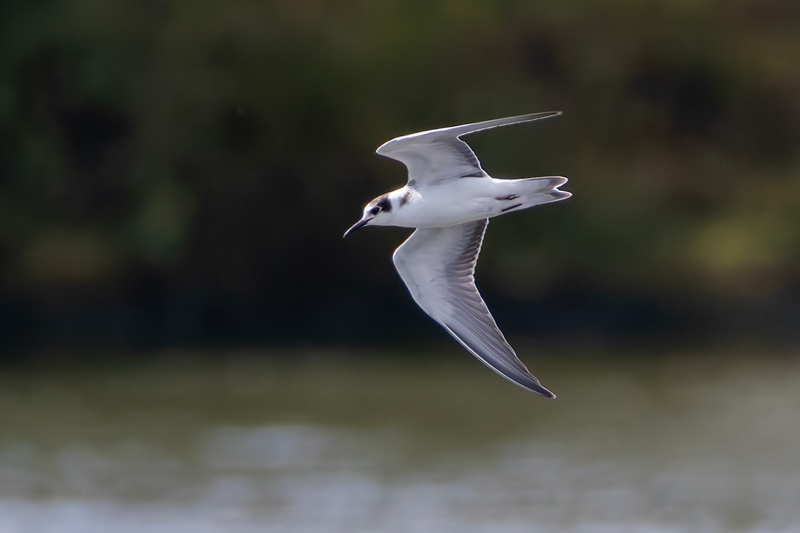 Black Tern