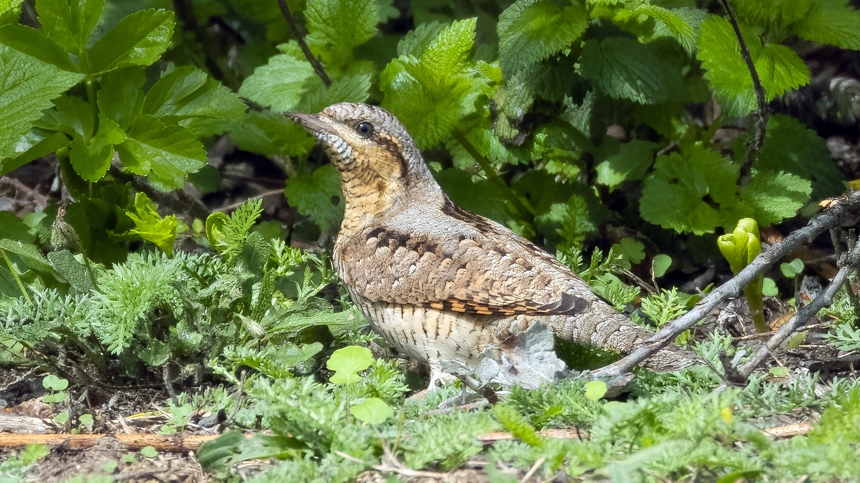Wryneck