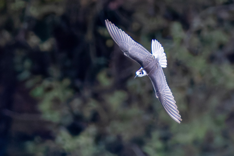 Black Tern