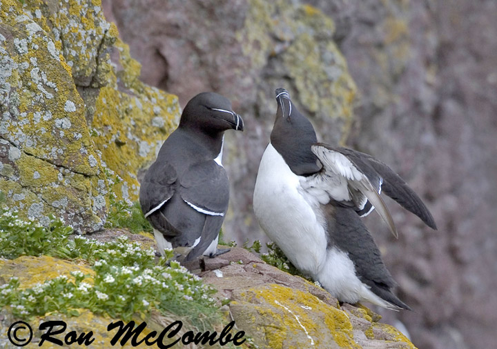Razorbill