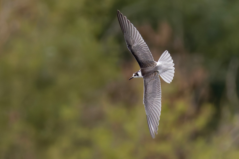 Black Tern