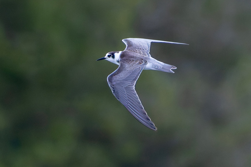 Black Tern
