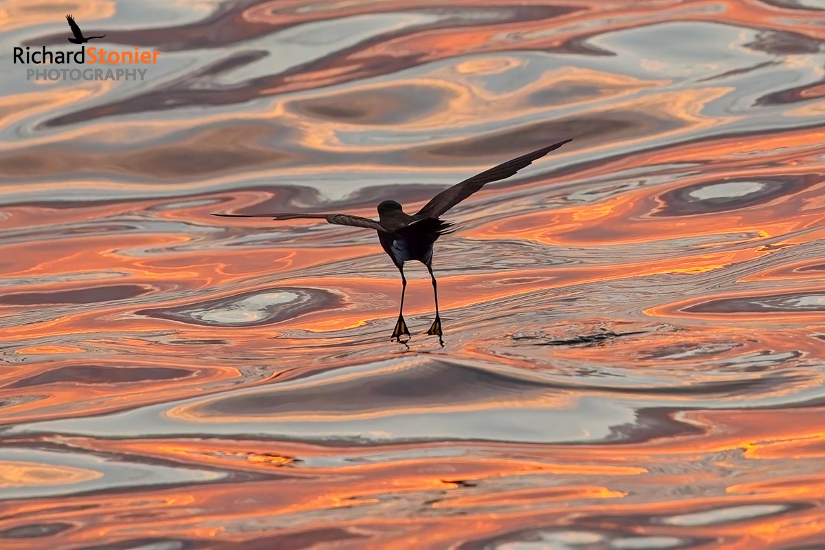 Wilson's Petrel