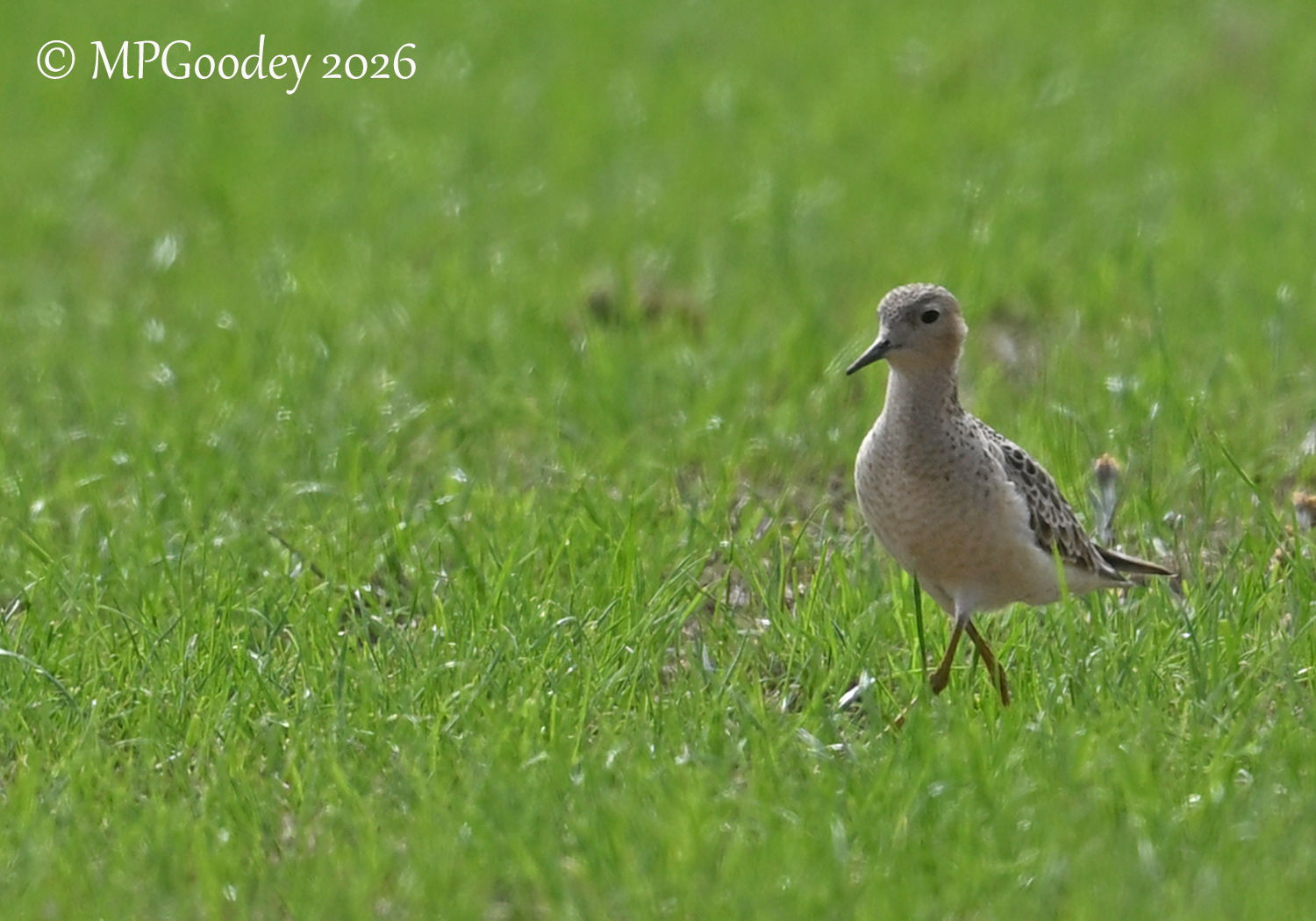 Buff-breasted Sandpiper