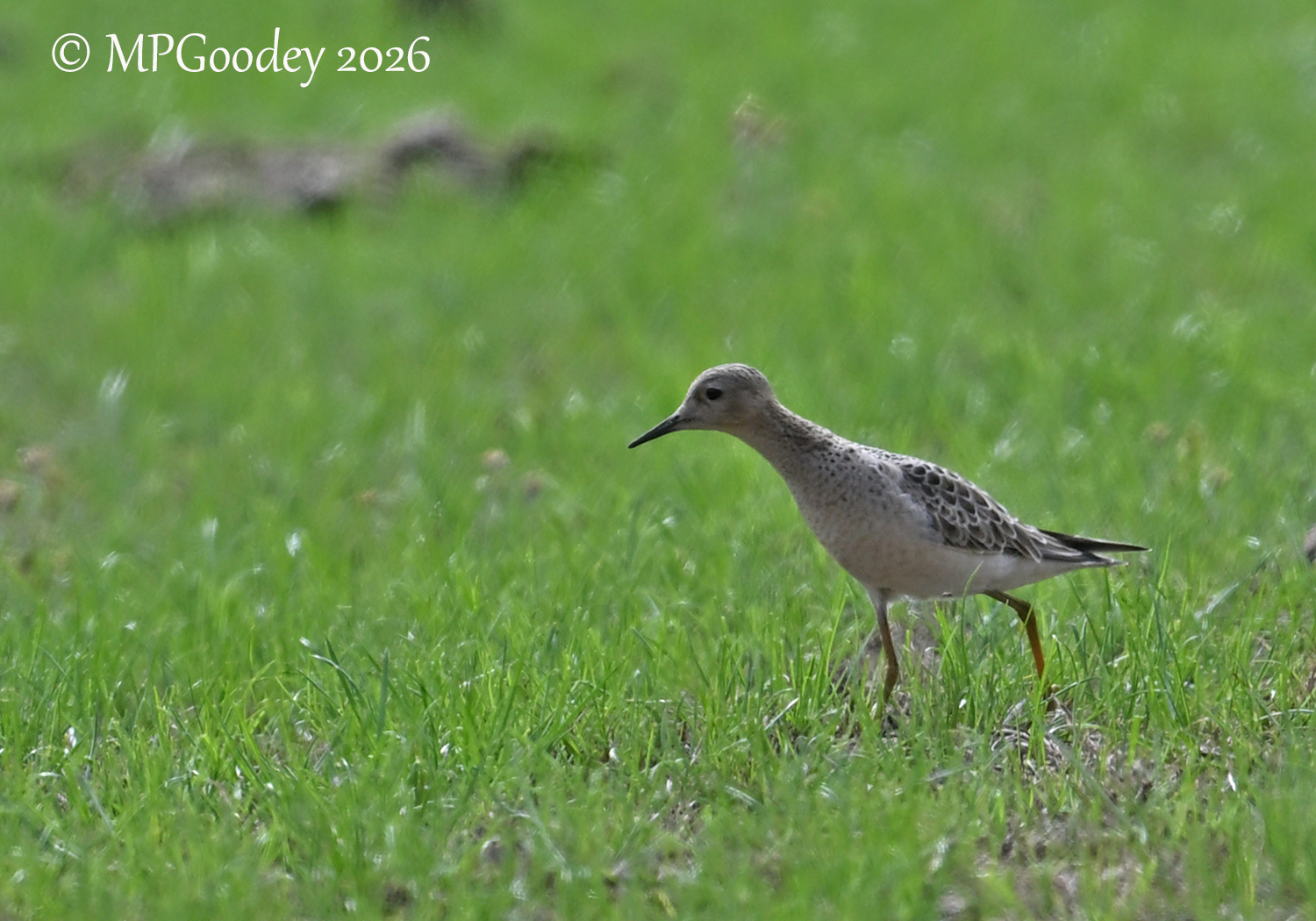 Buff-breasted Sandpiper