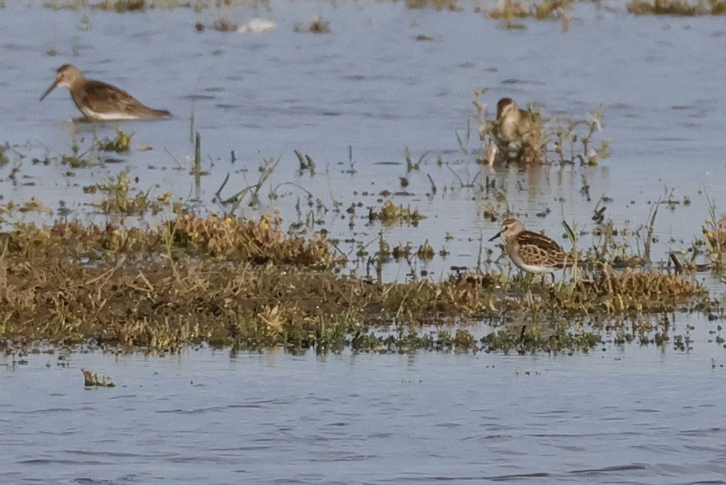 Little Stint