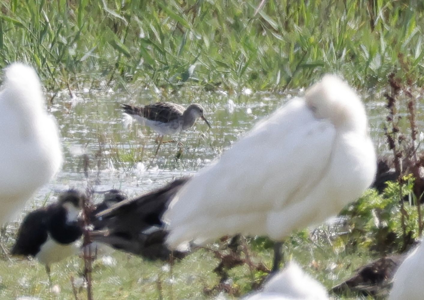Wood Sandpiper