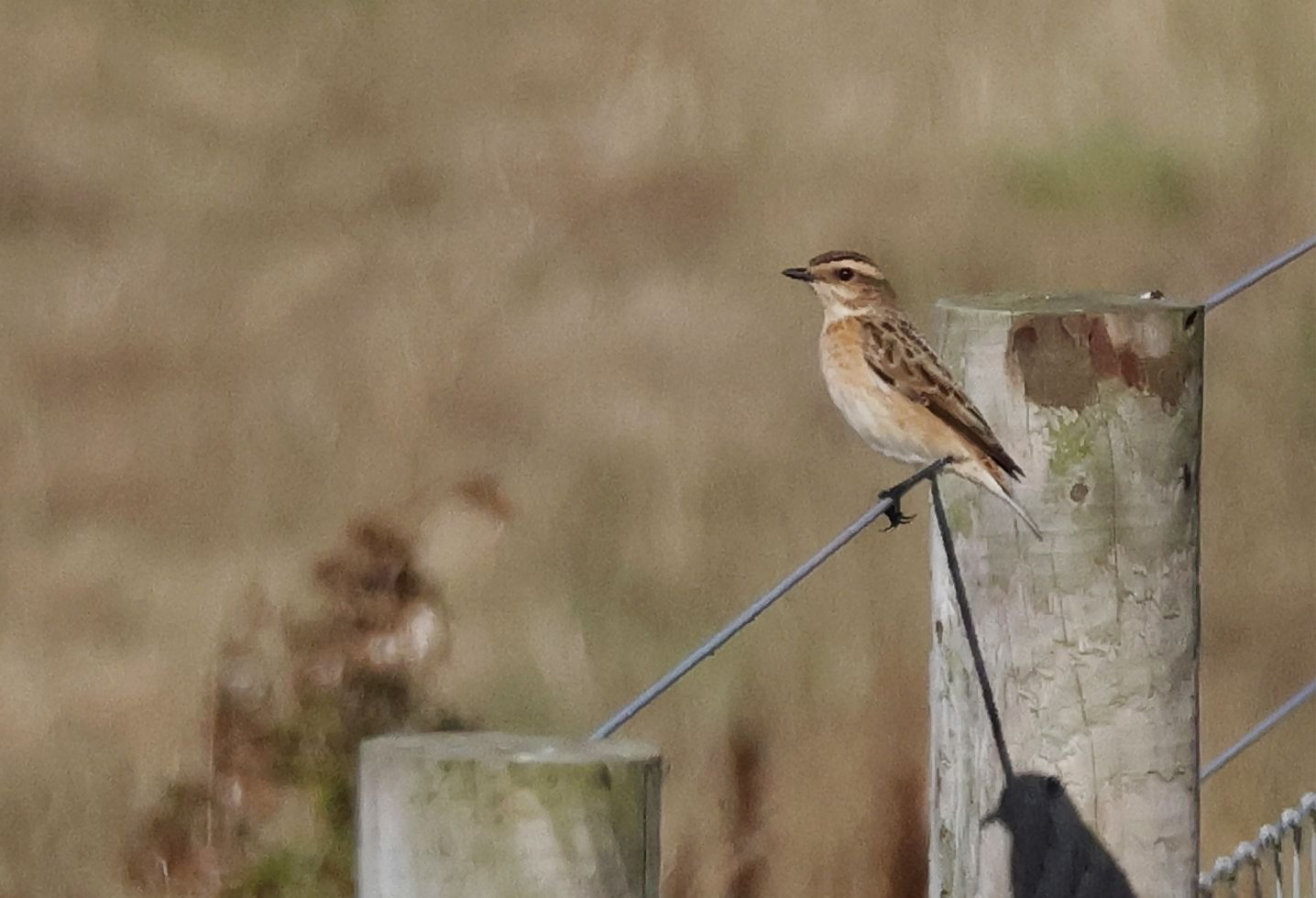 Whinchat