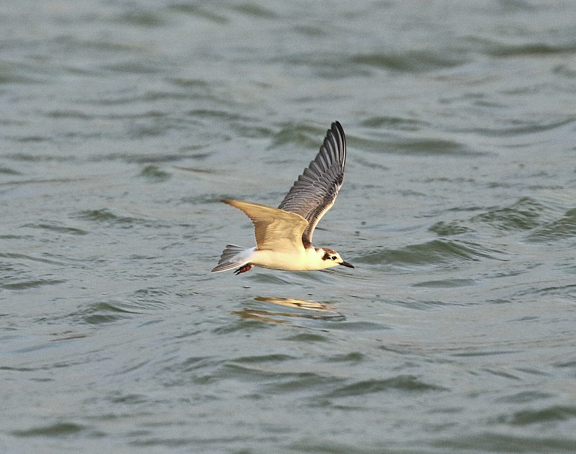 White-winged Black Tern