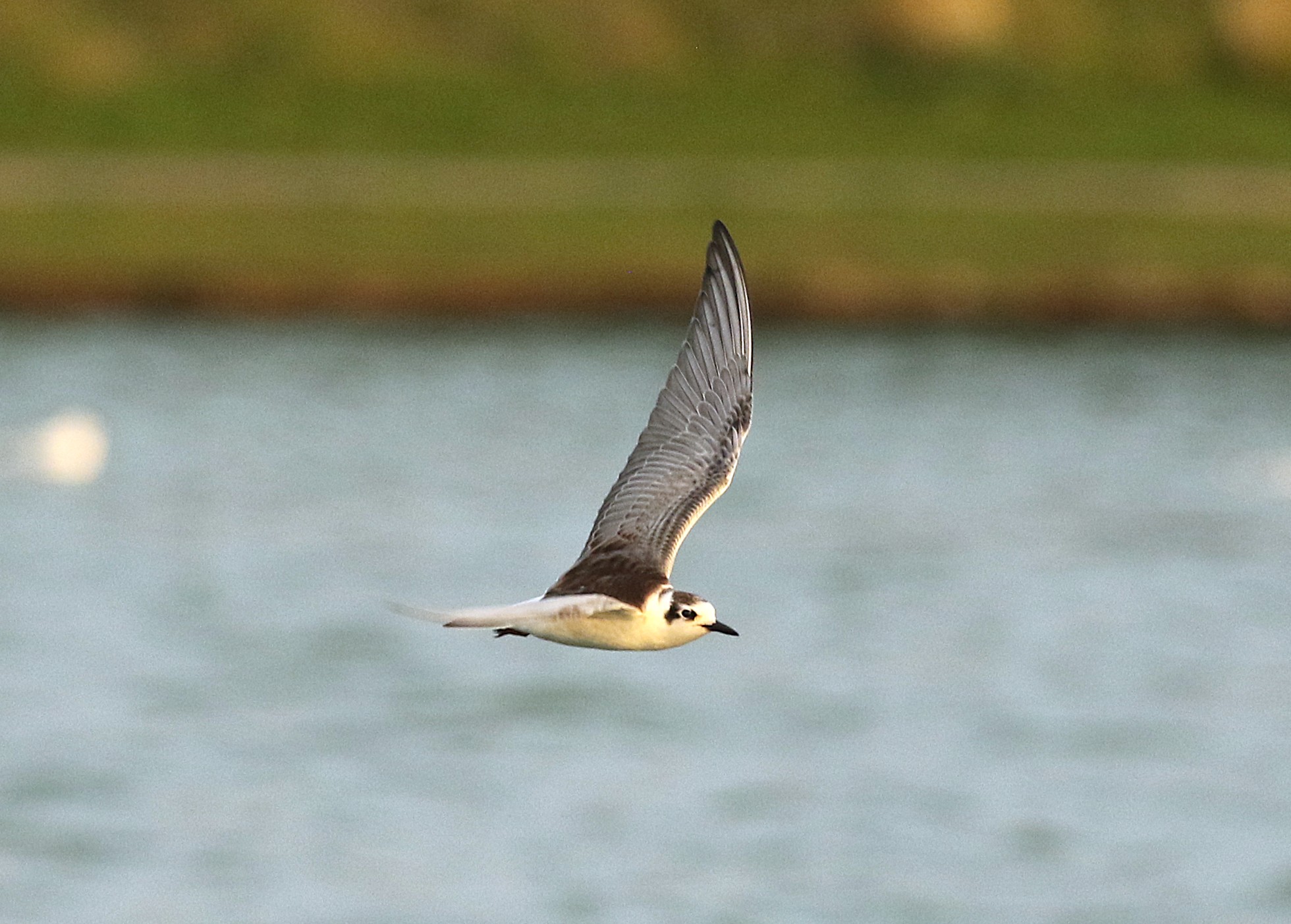 White-winged Black Tern