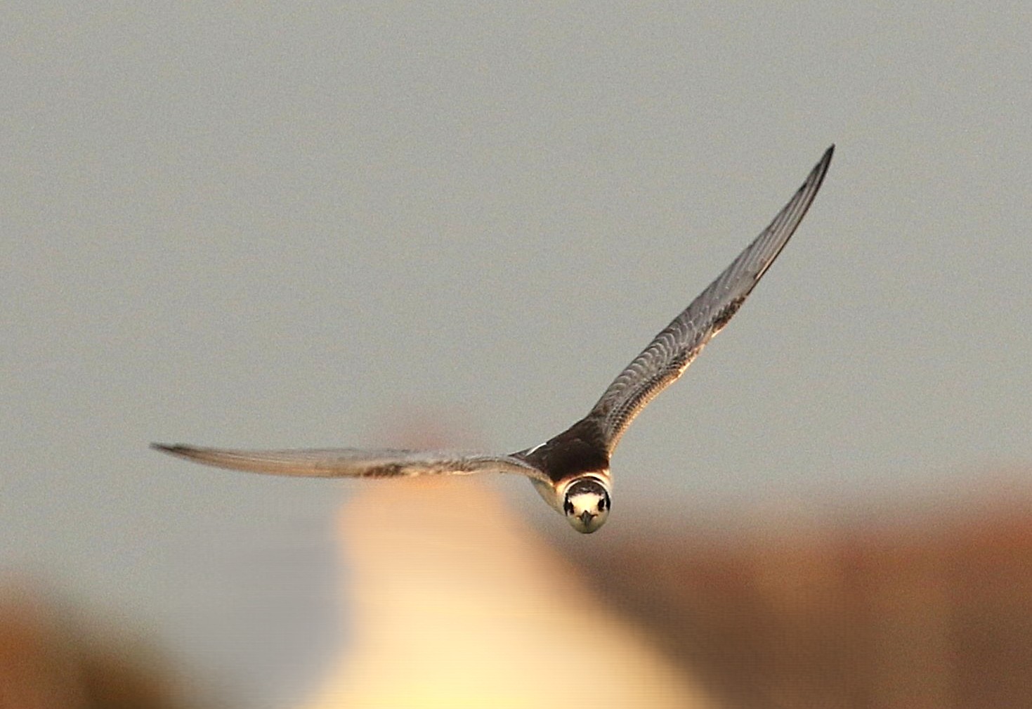 White-winged Black Tern