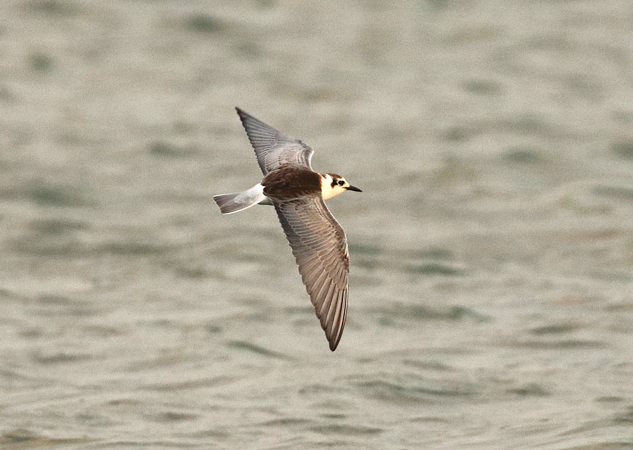 White-winged Black Tern
