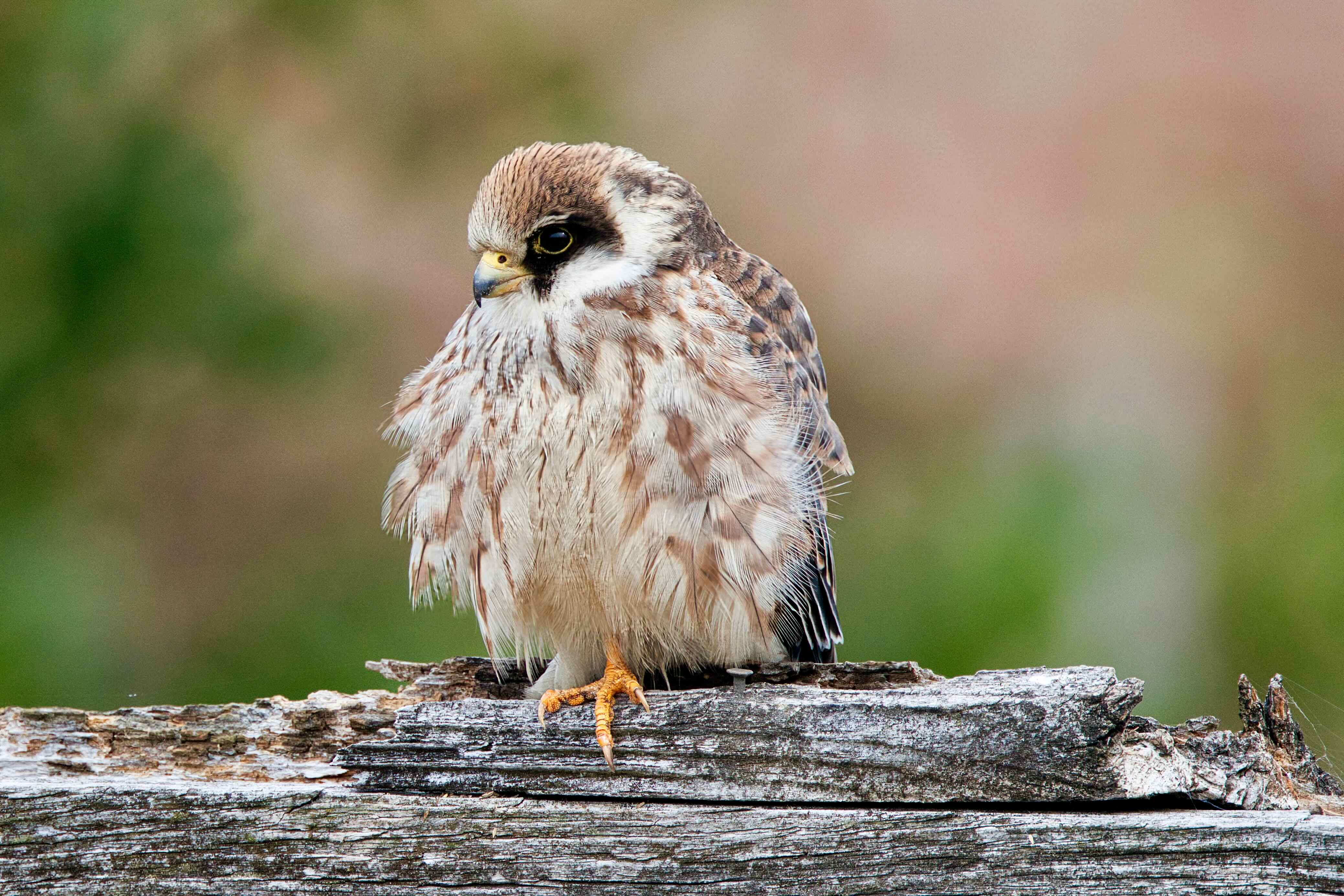 Red-footed Falcon