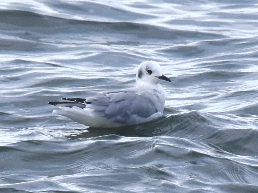 Bonaparte's Gull