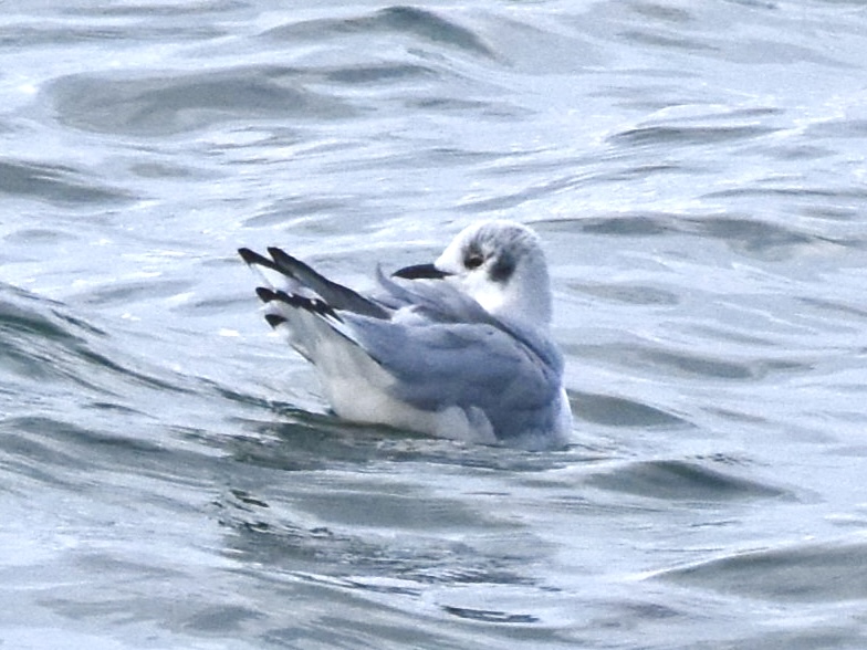 Bonaparte's Gull