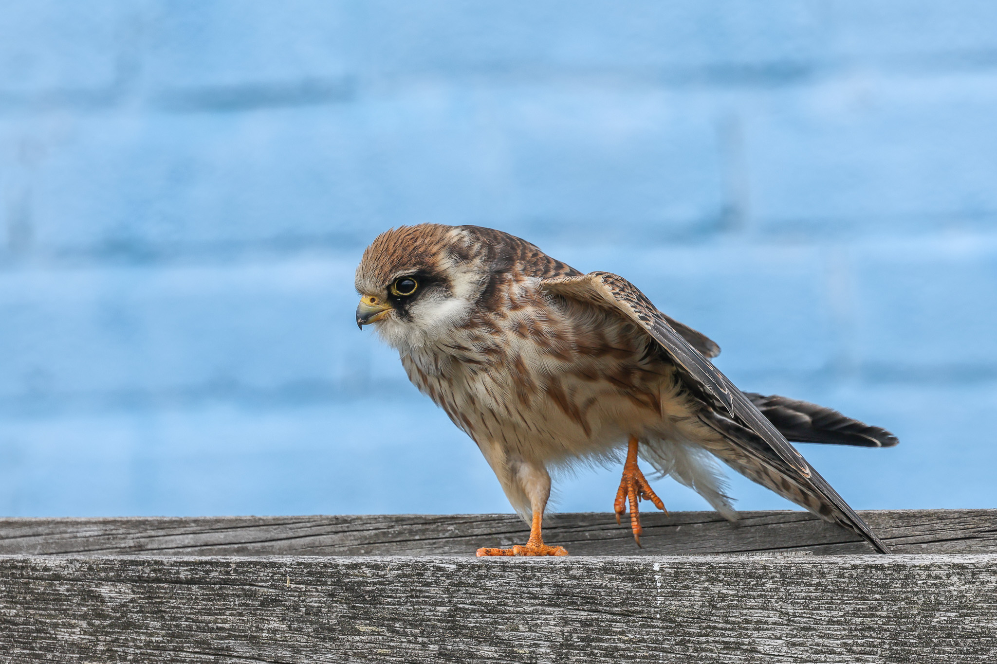 Red-footed Falcon