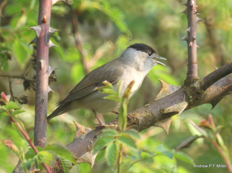 Blackcap