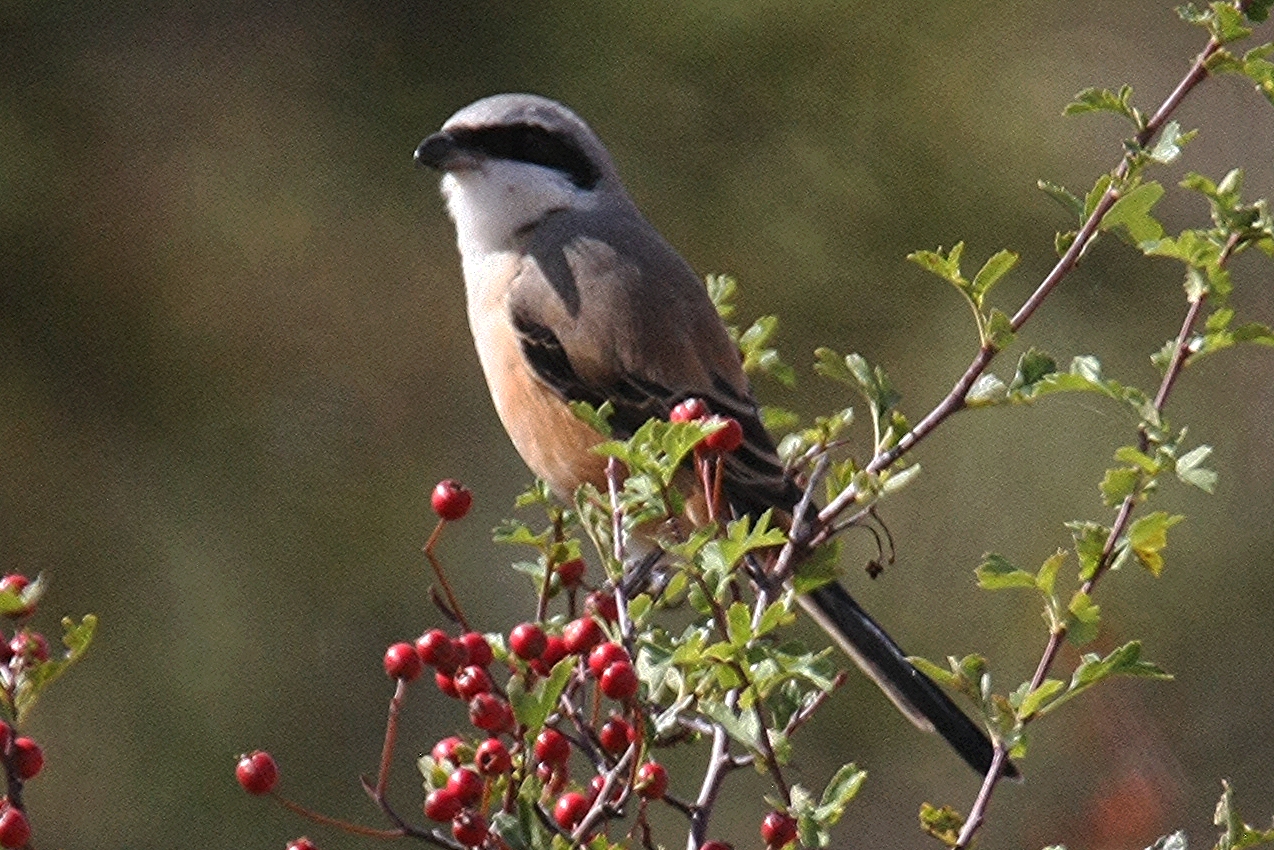 Long-tailed Shrike