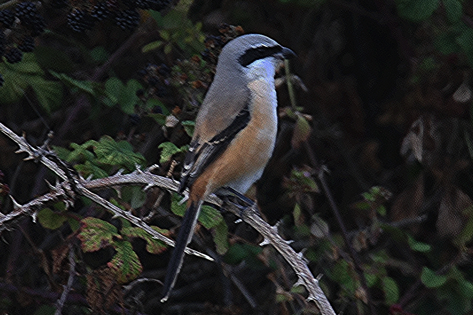 Long-tailed Shrike