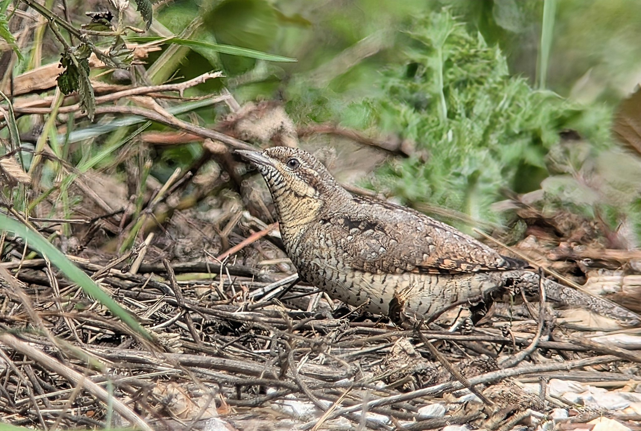 Wryneck 