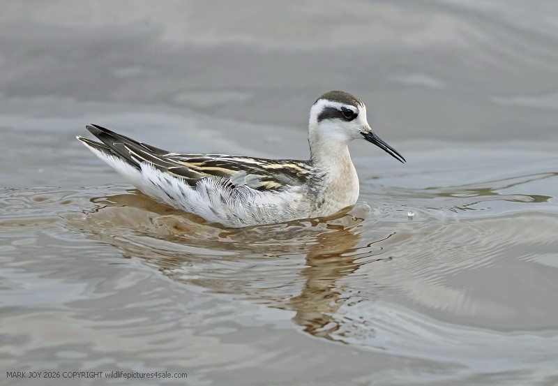 Red-necked Phalarope