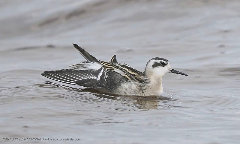 Red-necked Phalarope