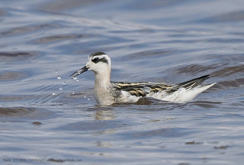 Red-necked Phalarope