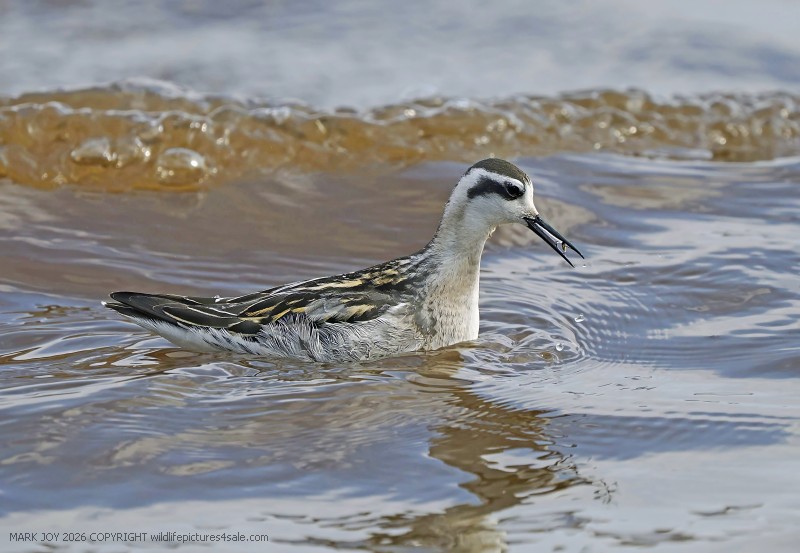 Red-necked Phalarope