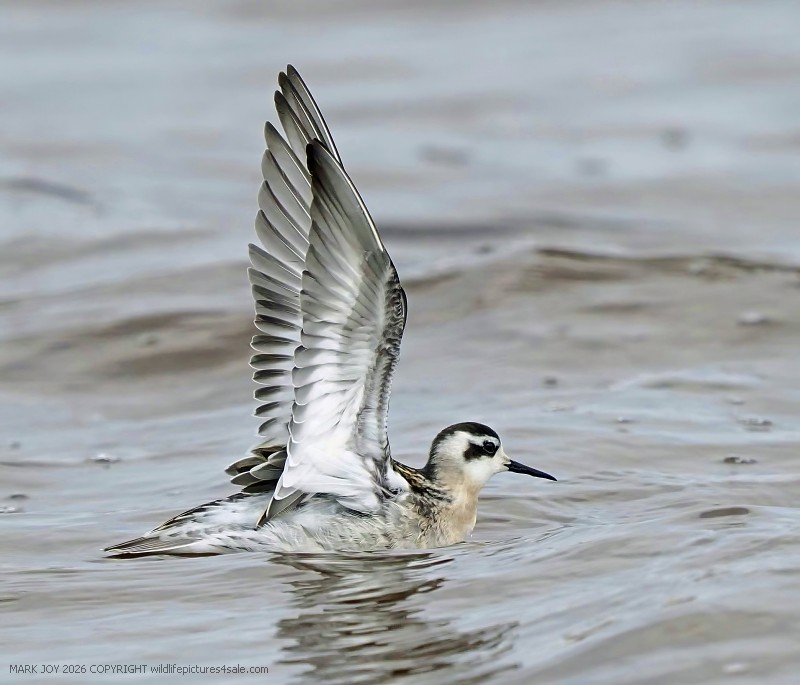 Red-necked Phalarope
