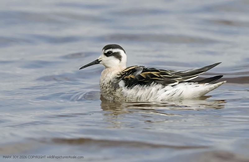 Red-necked Phalarope