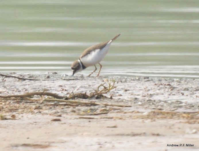 Little Ringed Plover