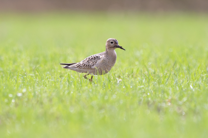 Buff-breasted Sandpiper
