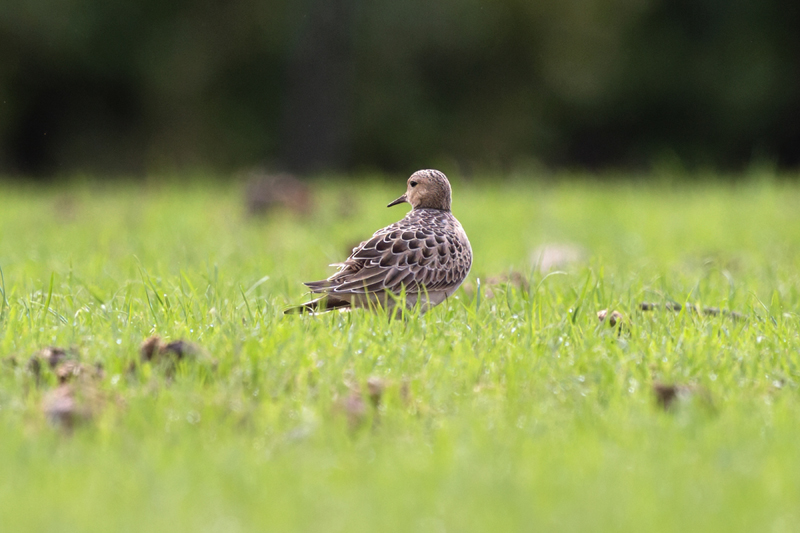 Buff-breasted Sandpiper