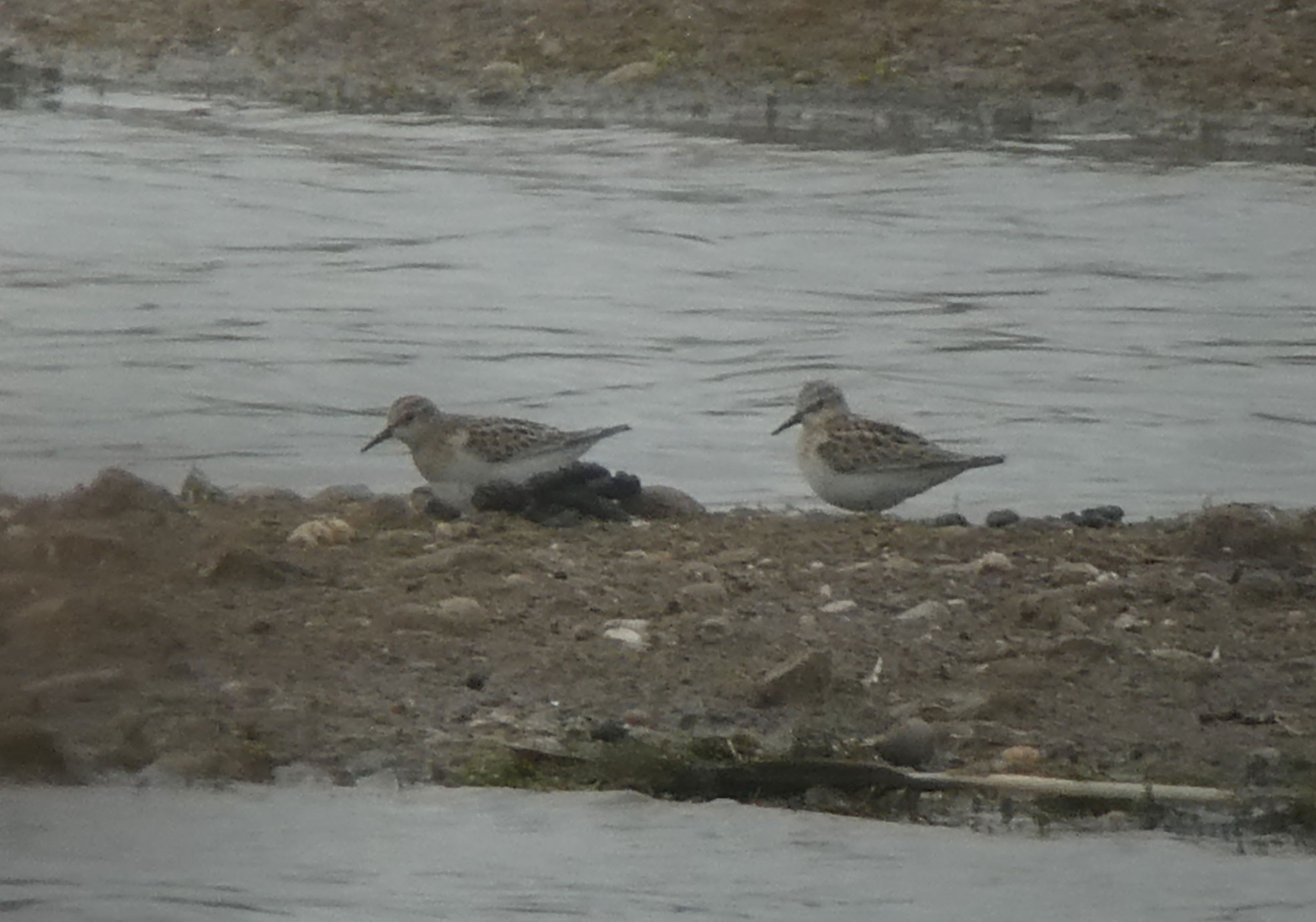 Little Stint