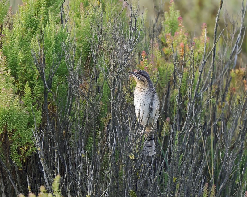 Wryneck