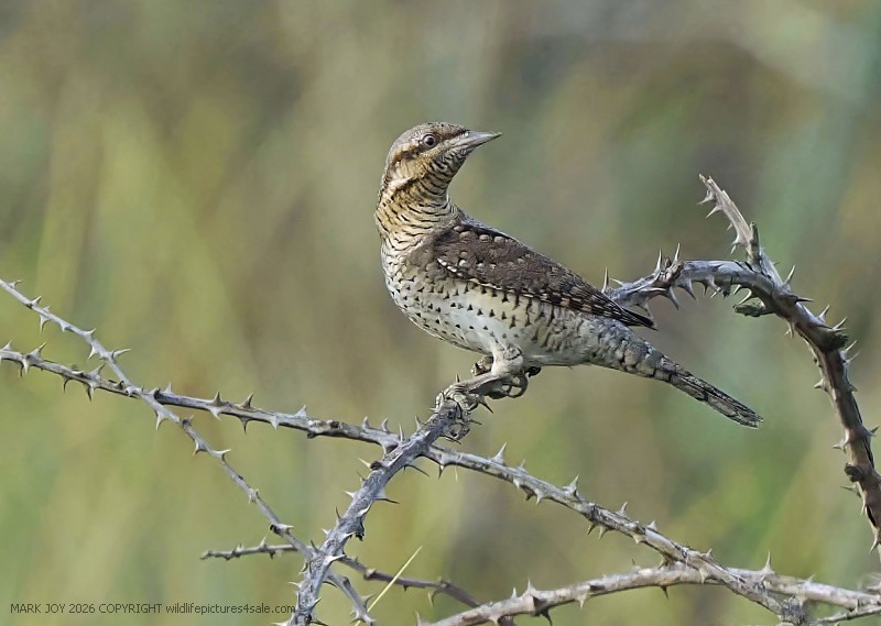 Wryneck
