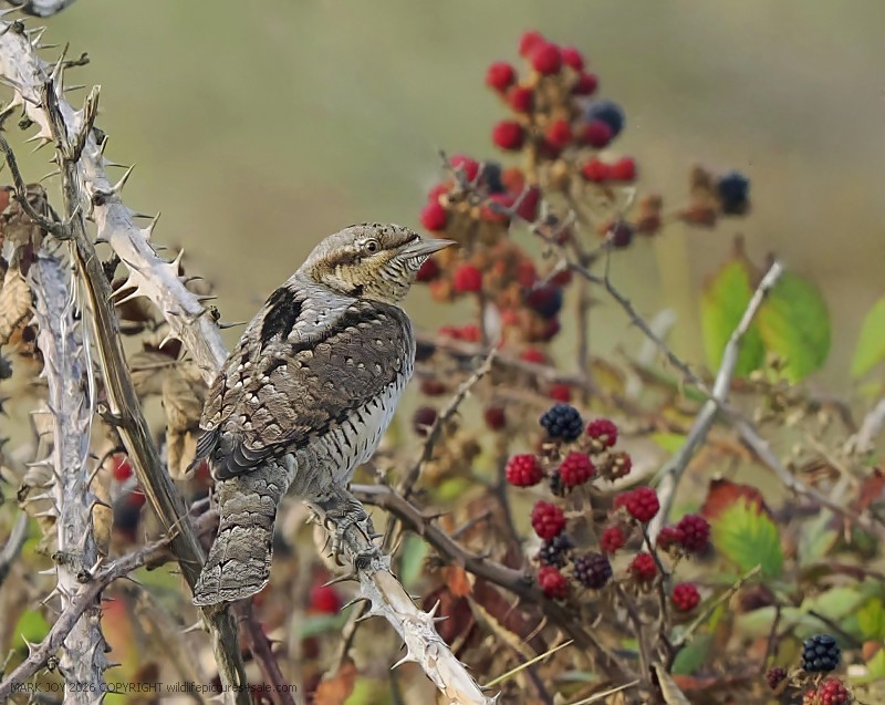 Wryneck