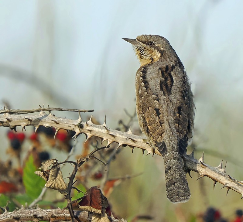 Wryneck