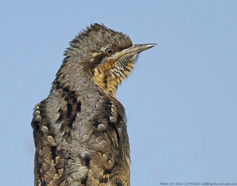 Wryneck