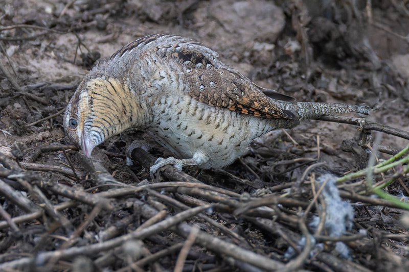 Wryneck