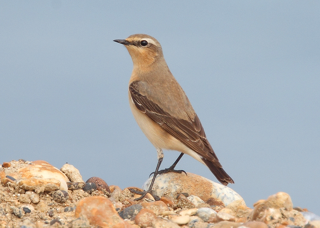 Wheatear