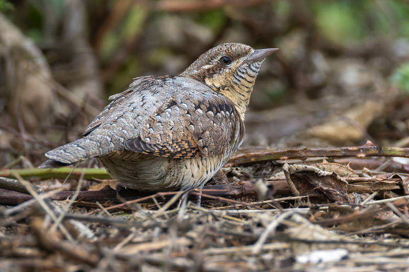 Wryneck