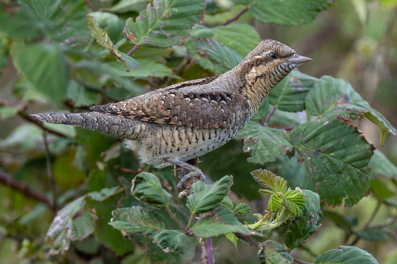 Wryneck