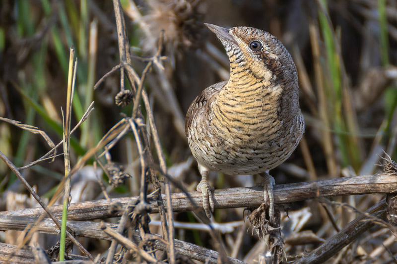 Wryneck