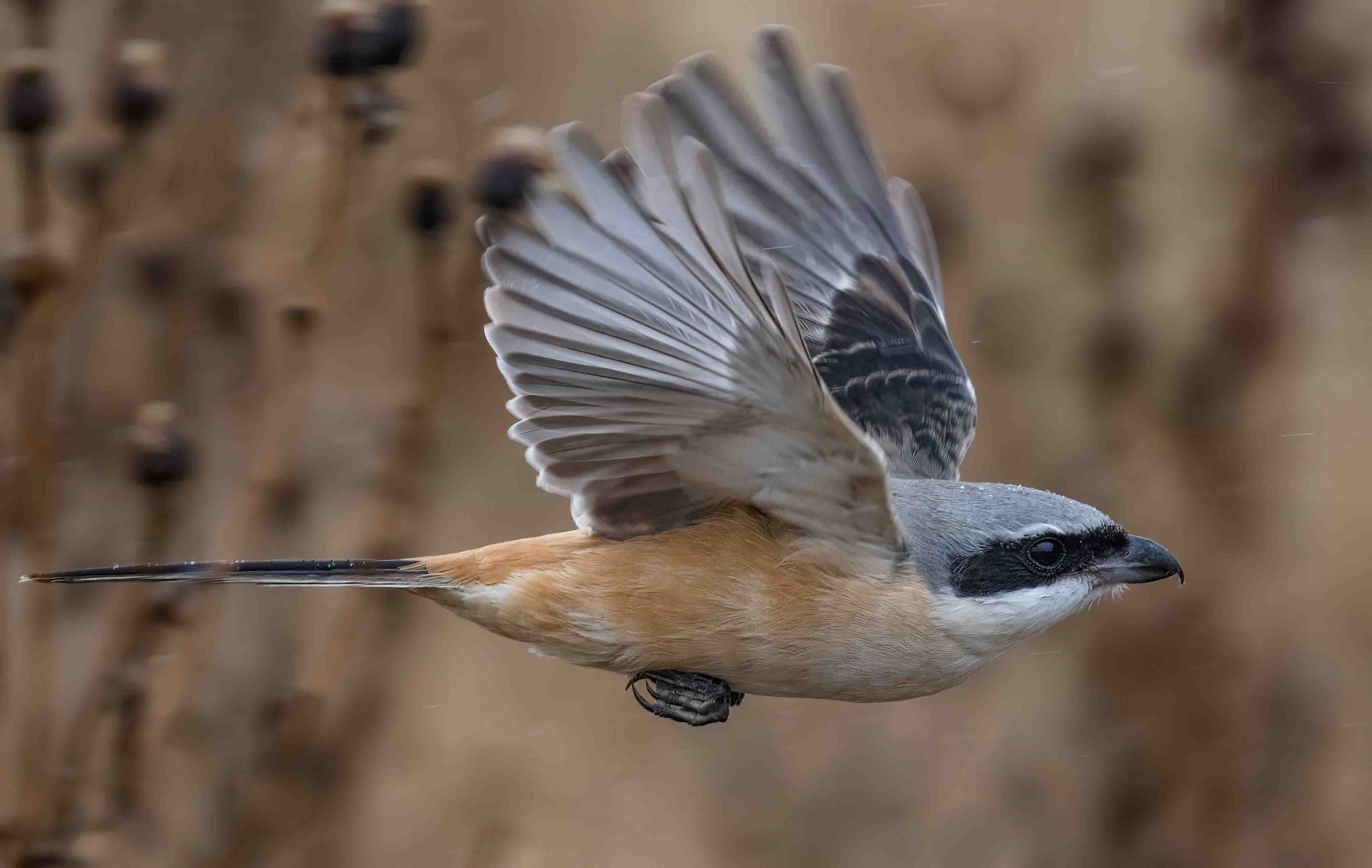 Long-tailed Shrike