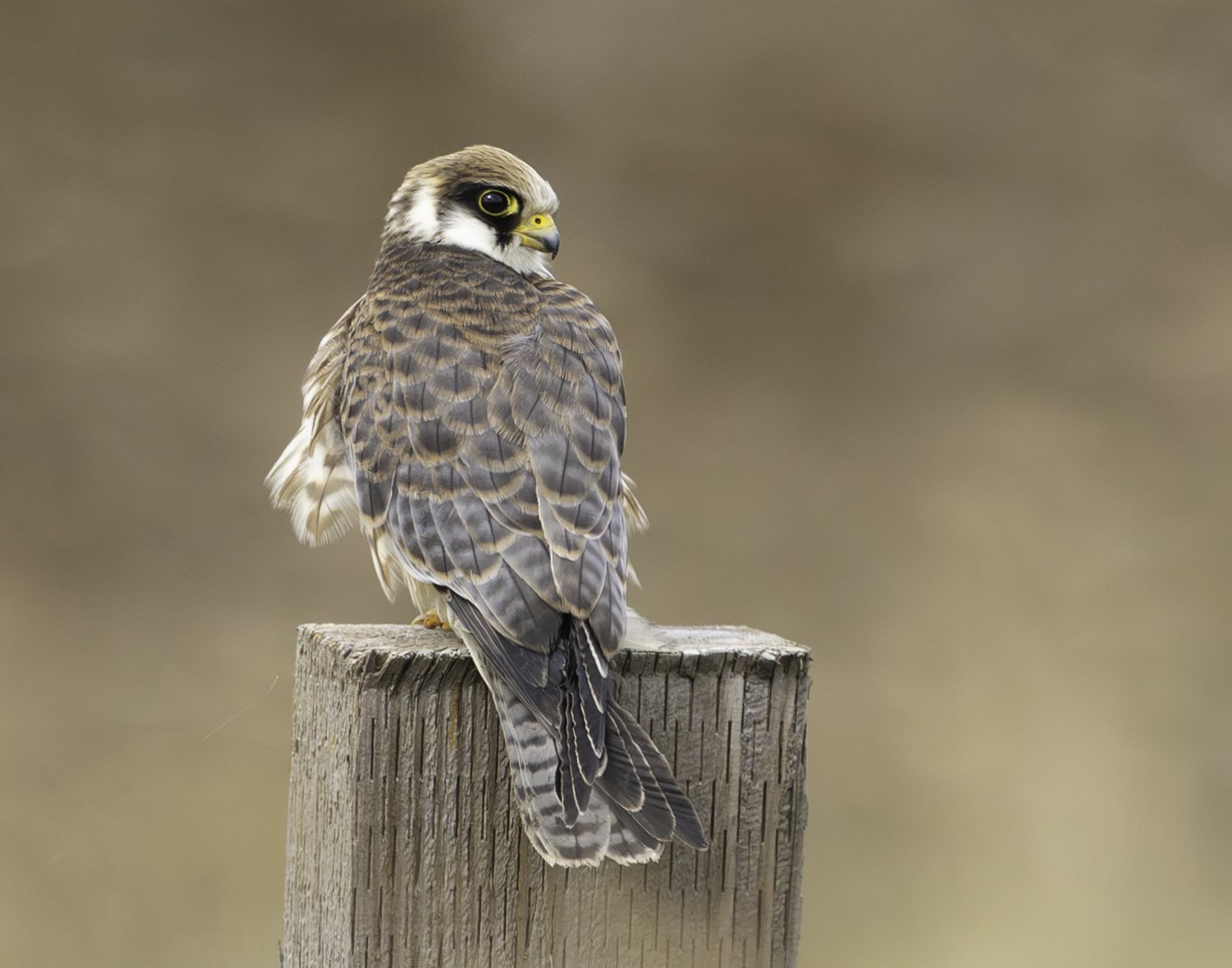 Red-footed Falcon