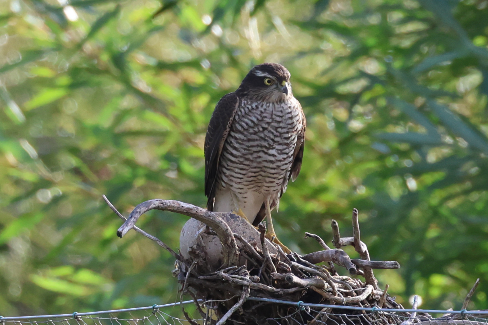 Sparrowhawk