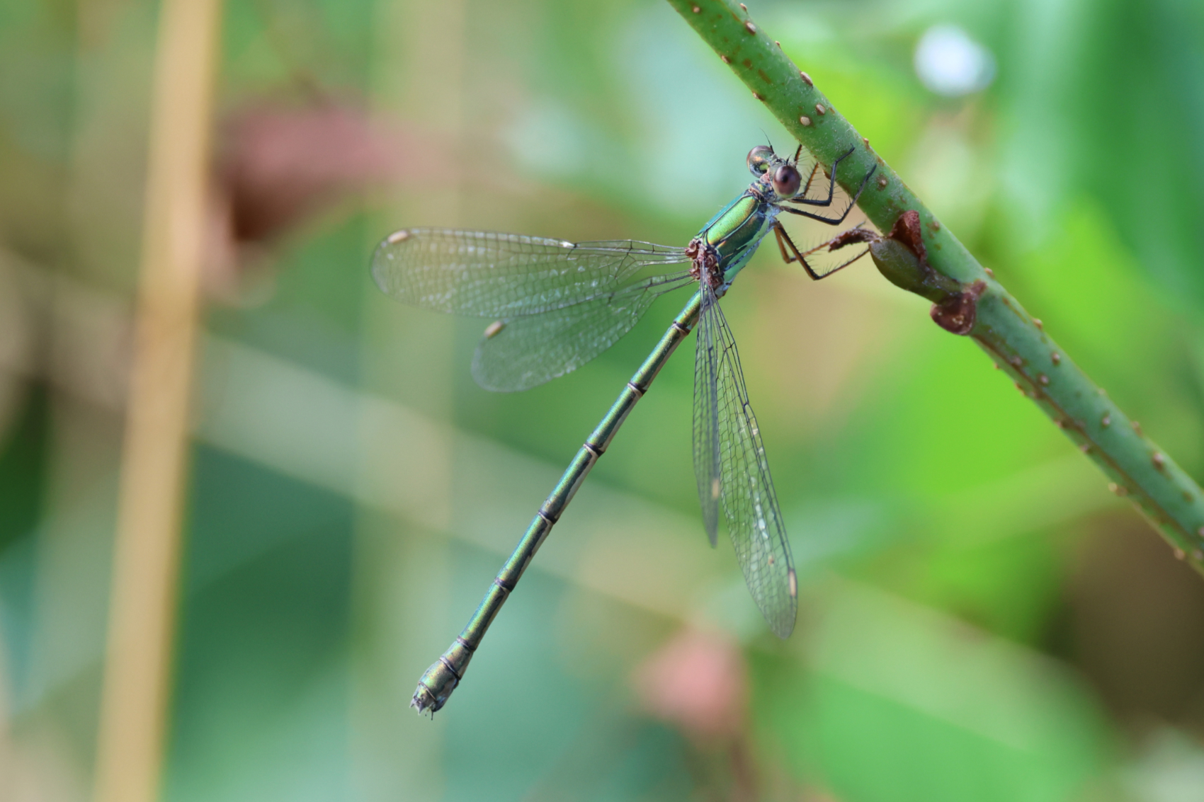 Willow Emerald Damselfly 
