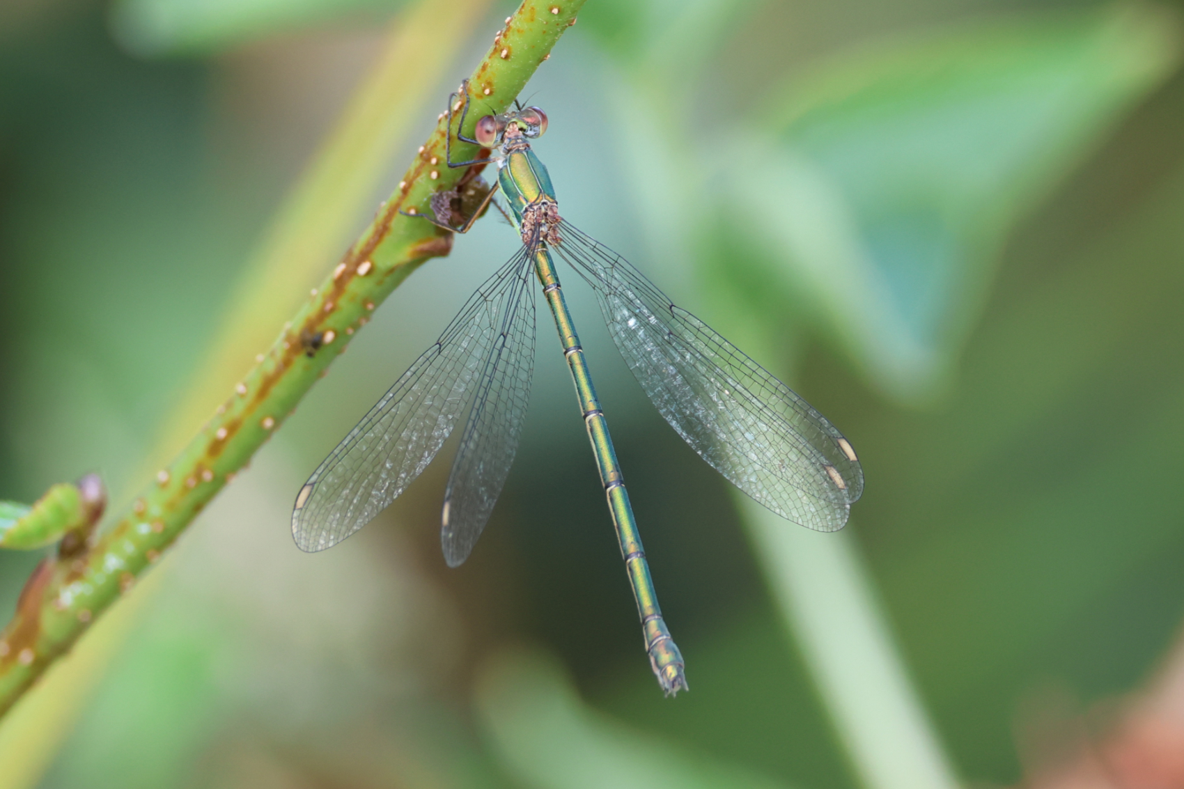 Willow Emerald Damselfly  
