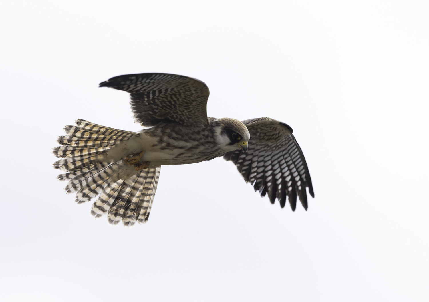 Red-footed Falcon